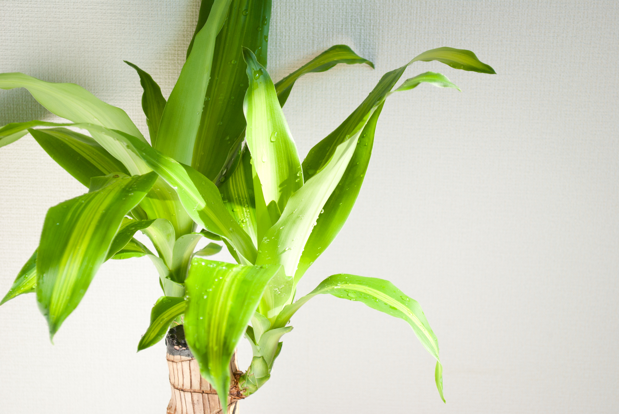 乾燥に強い、水やりのあまりいらない観葉植物