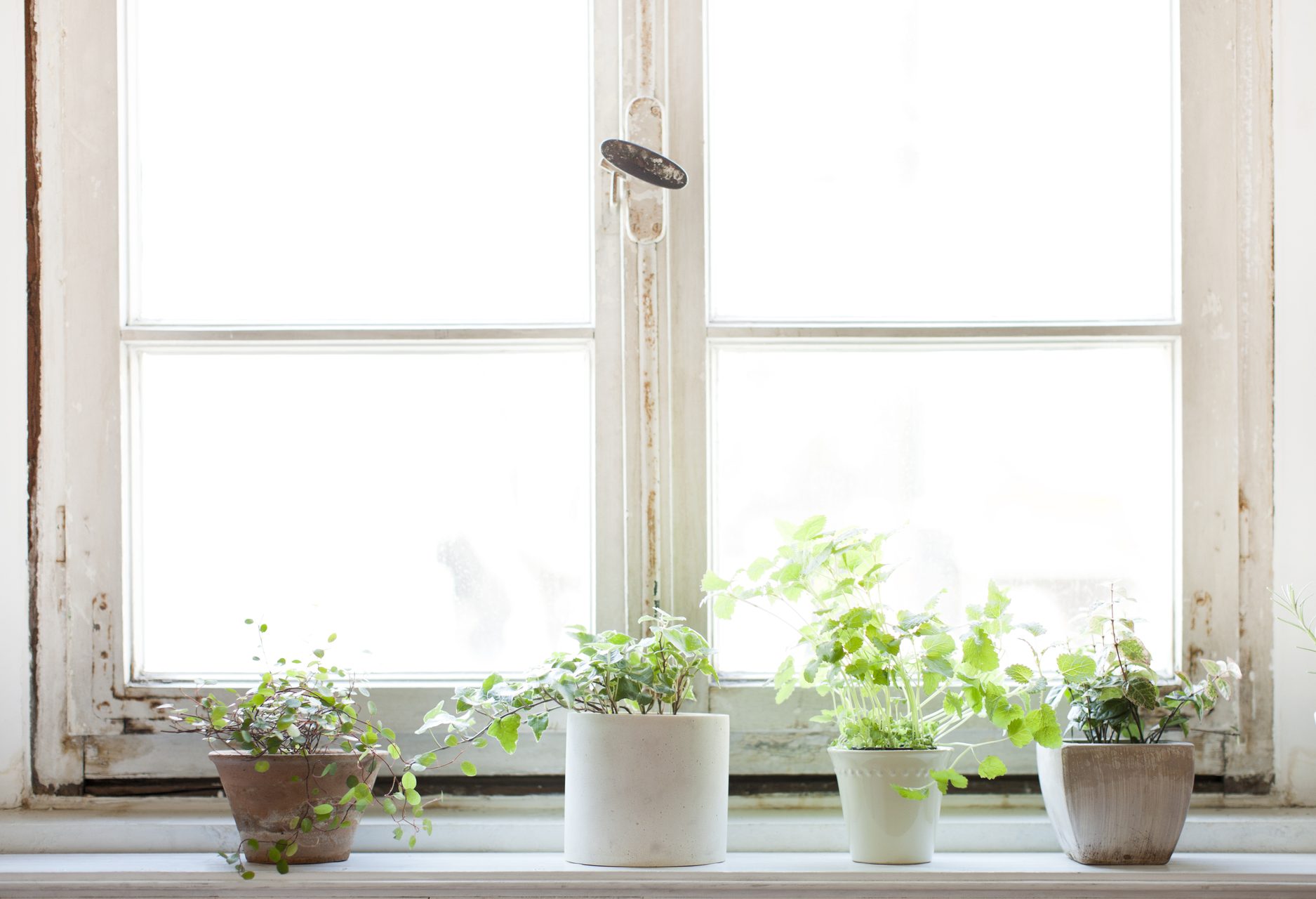 白いカフェの出窓にかわいい観葉植物を複数レンタル 大阪 京都の観葉植物レンタル Com