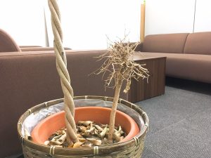 枯れた観葉植物は復活できる 原因別に復活方法を紹介 大阪 京都の観葉植物レンタル Com