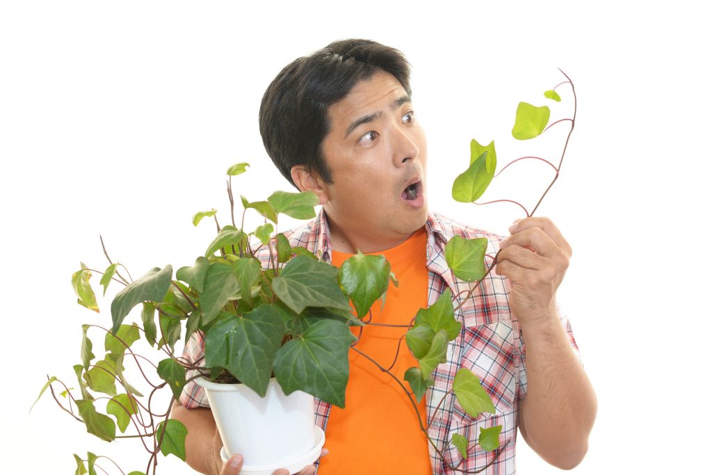 観葉植物が伸びすぎた時の対処法 剪定方法と伸びにくい品種の選び方 大阪 京都の観葉植物レンタル Com