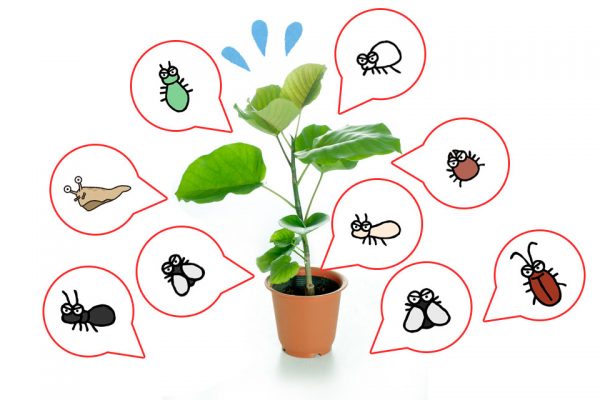 観葉植物の害虫対策