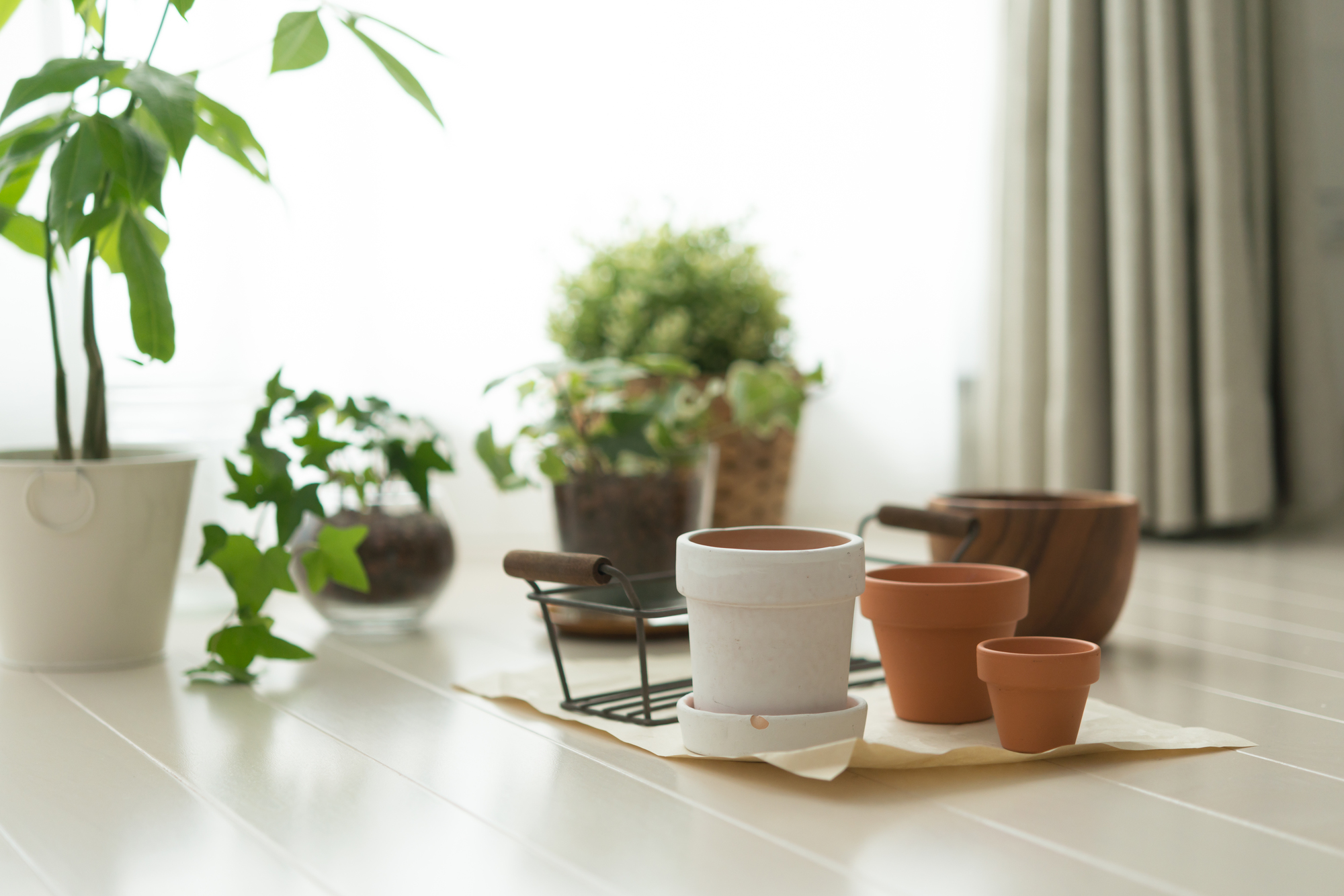 観葉植物の鉢の選び方 サイズの目安と選ぶときに注意したい5つのポイント 大阪 京都の観葉植物レンタル Com