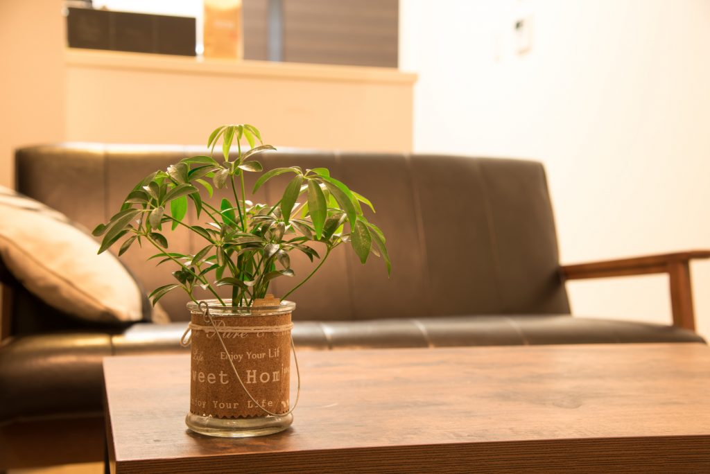 一人暮らしにおすすめの観葉植物6選と置き方 育て方のポイント 大阪 京都の観葉植物レンタル Com